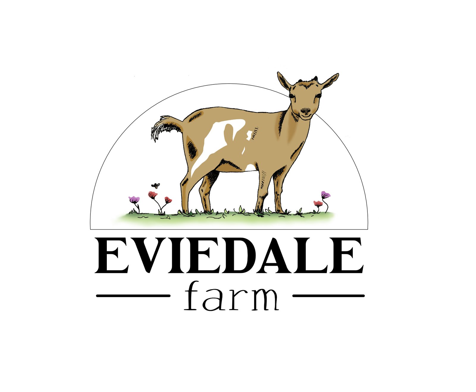eviedale fonts
