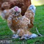 littledove