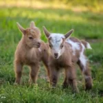 Eviedalefarm